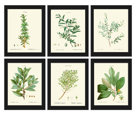 Herbs Spices Wall Art Print Set Of 6 Beautiful Antique Thyme Olive Bay Laurel Leaf Myrtle Kitchen Dining Room Garden Home Decor To Frame Tda