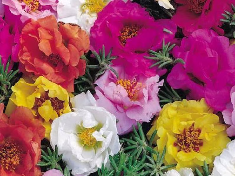 Portulaca Seeds Double Mix 500 Perennial