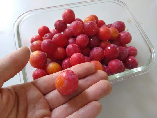 American Plum Tree Seeds - Prunus Americana Packets Of 20, 100 Fresh 2022 Seed