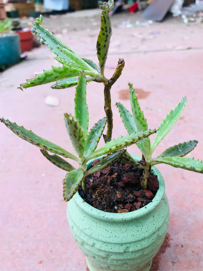 3 Kalanchoe Tubiflora Live Rooted