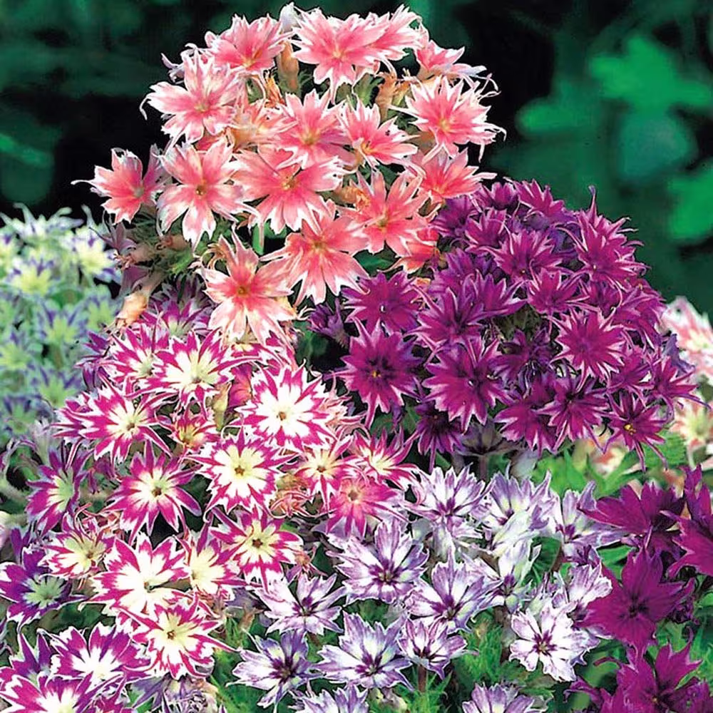 Phlox Twinkle Dwarf Star Mixed Flower Seeds - 200 Organic