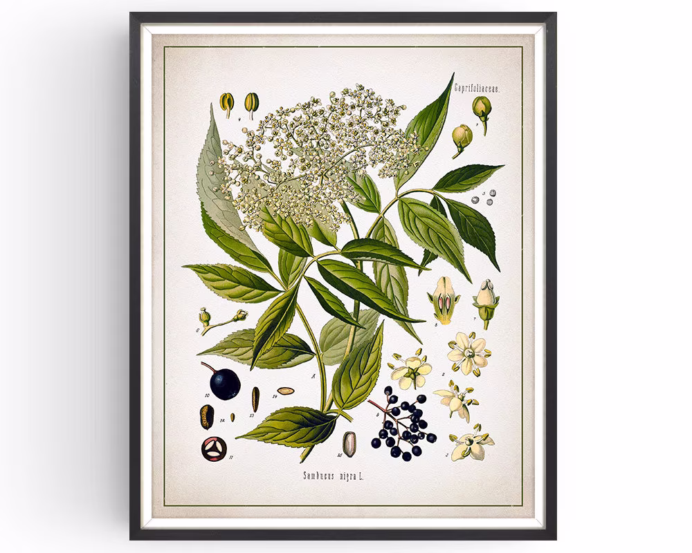 Elder - Botanical Print Vintage Elderflower Art Medicinal Plant Botany Decor Kitchen Unframed