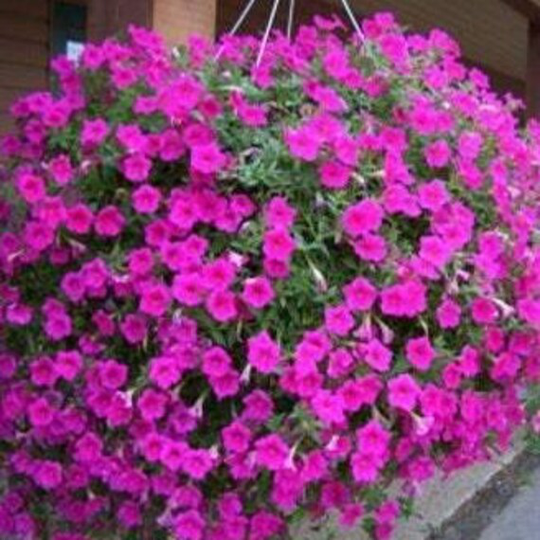 200 Seeds Pink Petunia Seeds