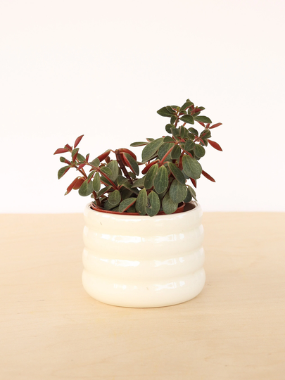 Ceramic Planter/Small White Cactus Plant Pot Succulent