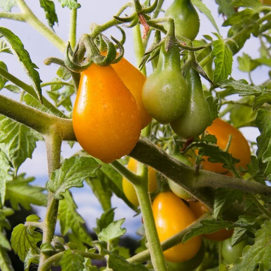 Vegetable seeds, small yellow tomatoes, at least 200 seeds per package.