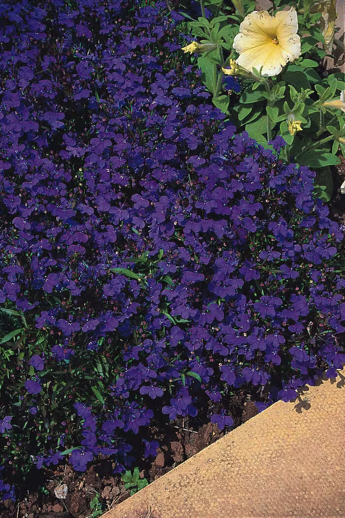 Lobelia Crystal Palace Seeds Approx. 3000 Dark Blue