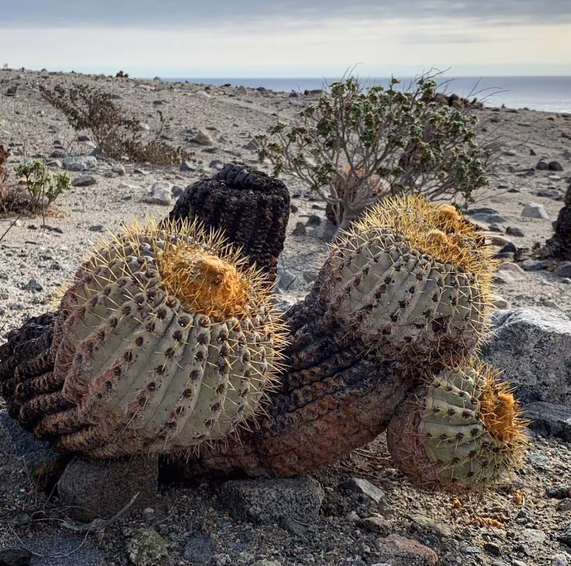 Copiapoa Haseltonia Cactus Seeds | Rare Chilean