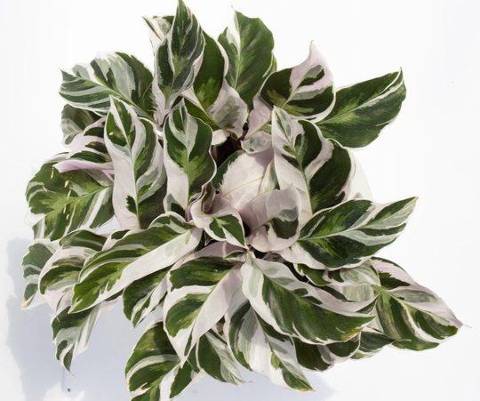 White Fusion Calathea 6