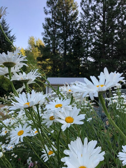 Shasta Daisy 100 Seeds - Organic, Beautiful Bright White Flower Heirloom Non Gmo Usa Seller Free Shipping