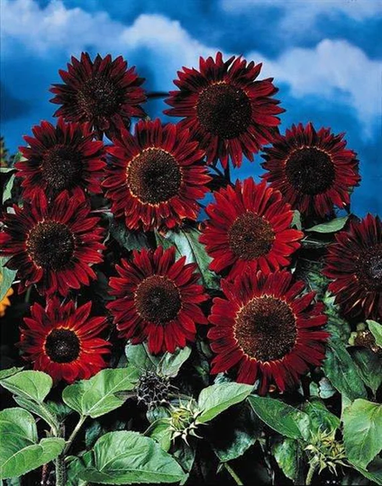 Ornamental Sunflower Red Sun 10 Seeds
