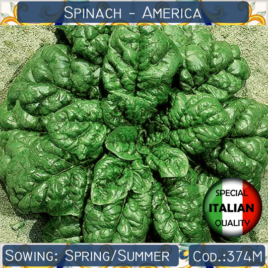 40+ Spinach Riccio America Seeds, Italian Curly Leaf Vegetable Non Gmo #374M