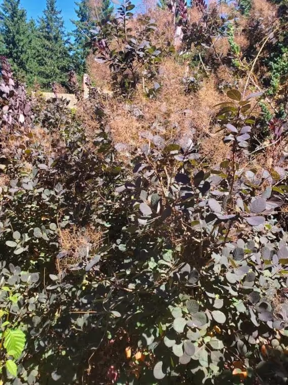 Smoke Tree | Cotinus Obovatus Dried Leaves Flowers & Bark - Organic Wildcrafted