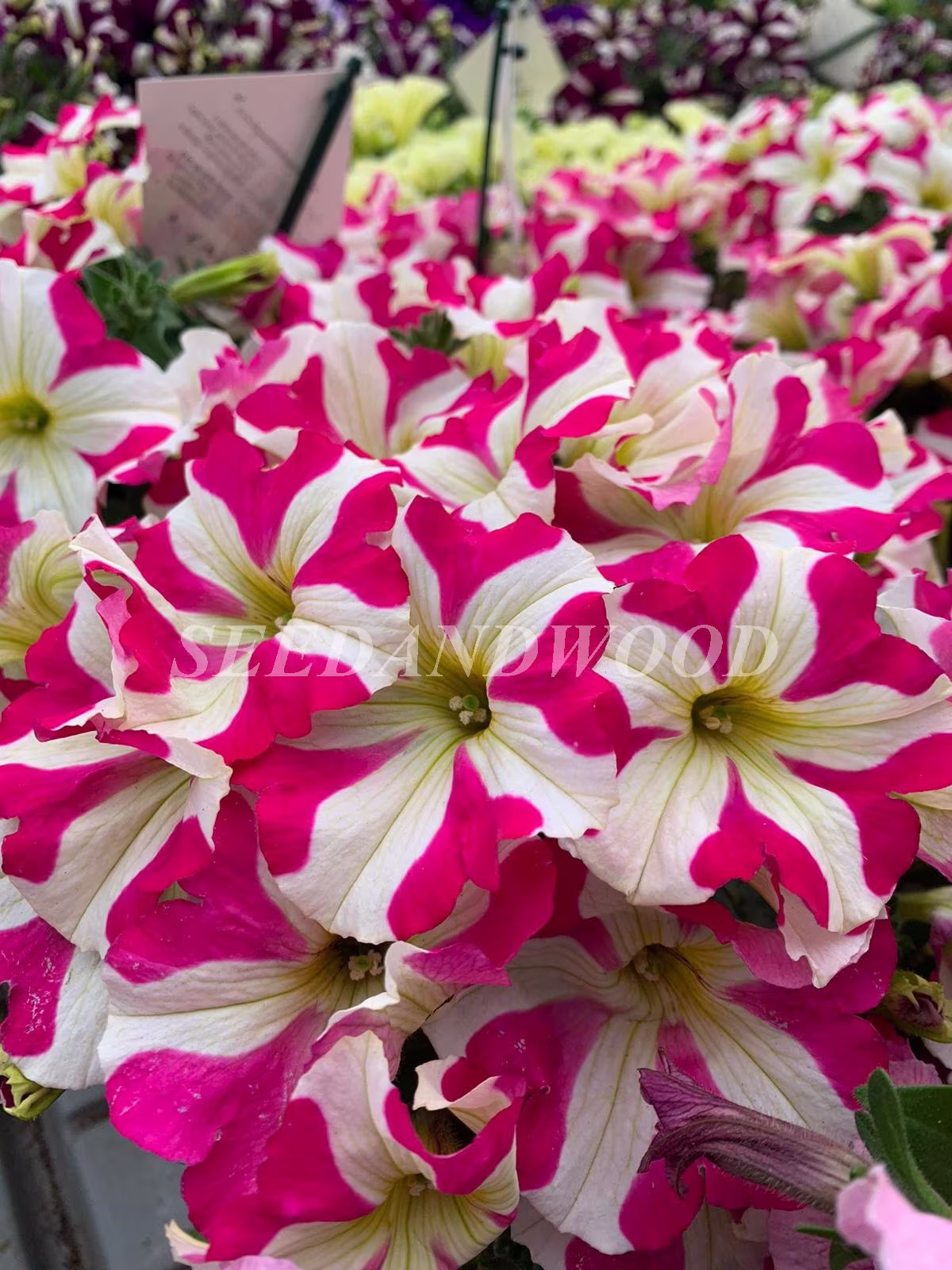 Petunia Seeds Stellaris F1, Petunia, Organic - #355