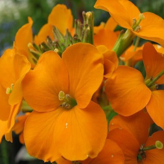 Wallflower Orange Bedder, Approx. 400 Seeds, Biennials, Bedding Plant