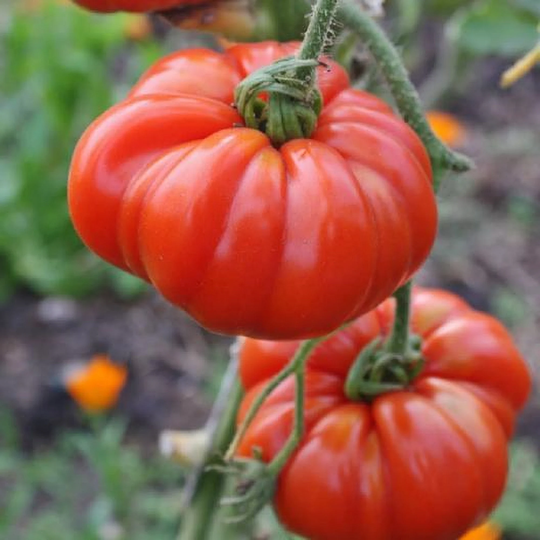 Super Marmande Tomato Seeds/30+ Heirloom Extra Early Heavy Yields Open Pollinated Gardening Non-Gmo