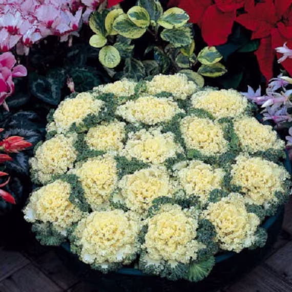 Ornamental Kale Nagoya White 50 Seeds Flowering