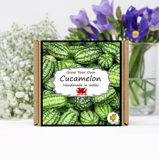 Grow Your Own Cucamelon Plant Kit