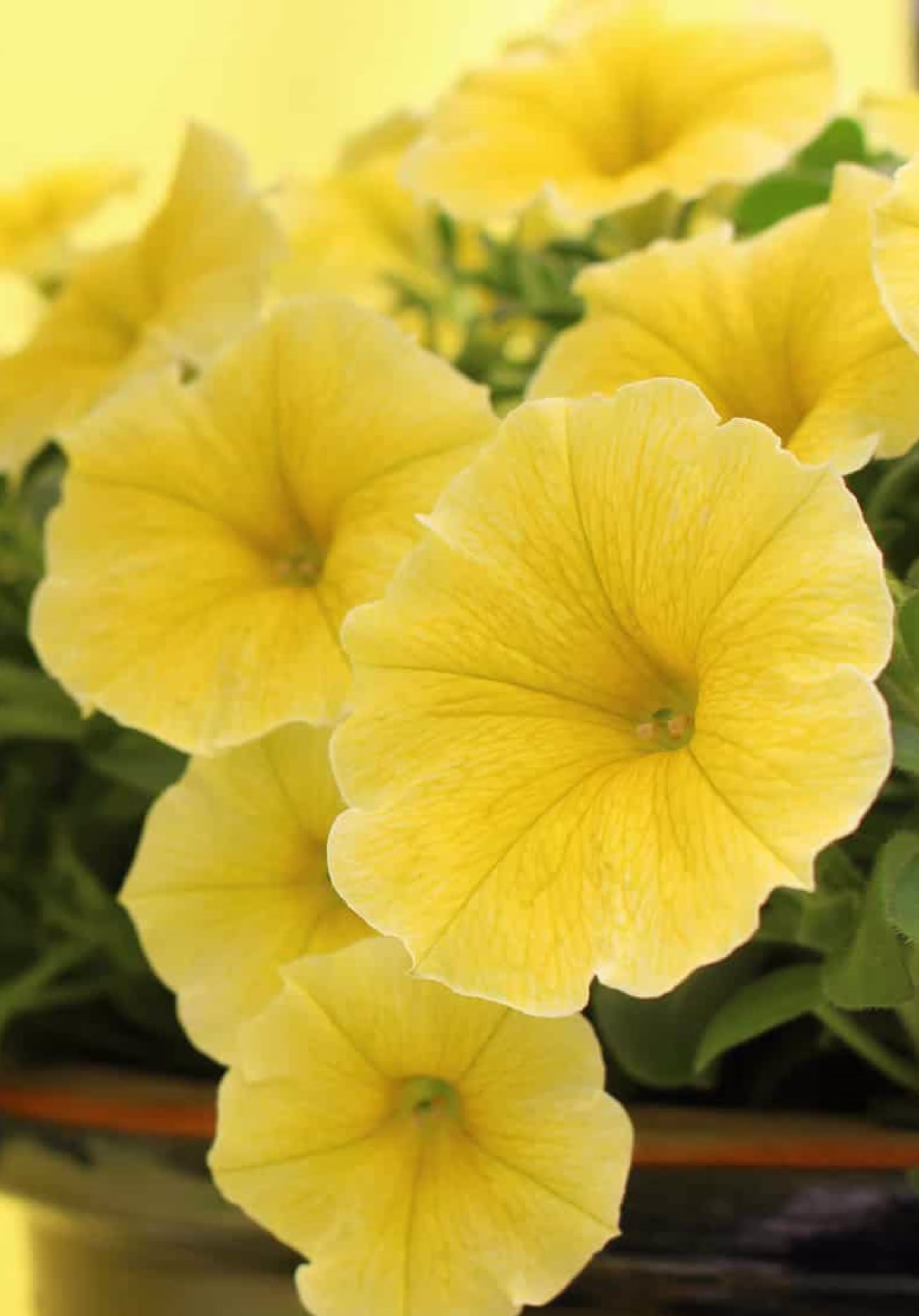 Petunia
