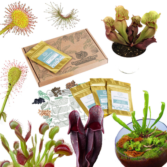 Grow Your Own Carnivorous Houseplant Indoor Garden
