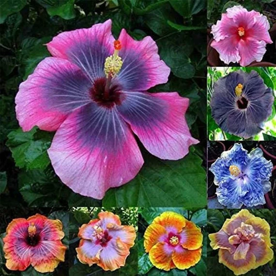Hibiscus Flower Seeds - 50 Mixed Color For Planting Ships From Iowa