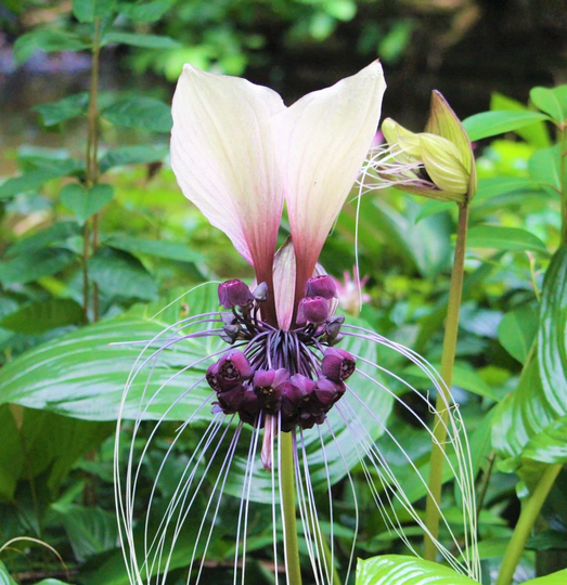 50 Tacca Integrifolia Seeds , Purple Bat Flower Cats Wiskers Bulbs