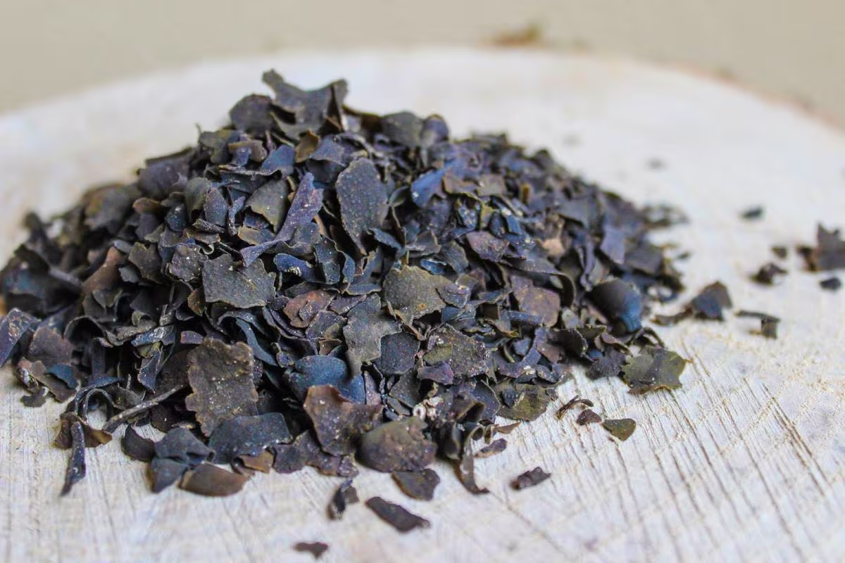 Bladderwrack | Dry 100% Organic