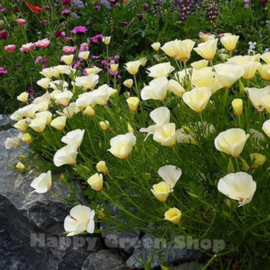 California Poppy White - 1000 Seeds Eschscholzia Californica Annual Flower Meadow