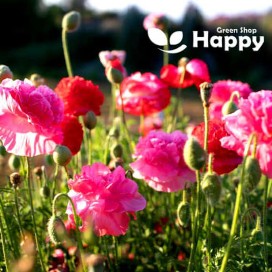 English Poppy Shirley Double Mix - 10 000 Seeds Papaver Rhoeas