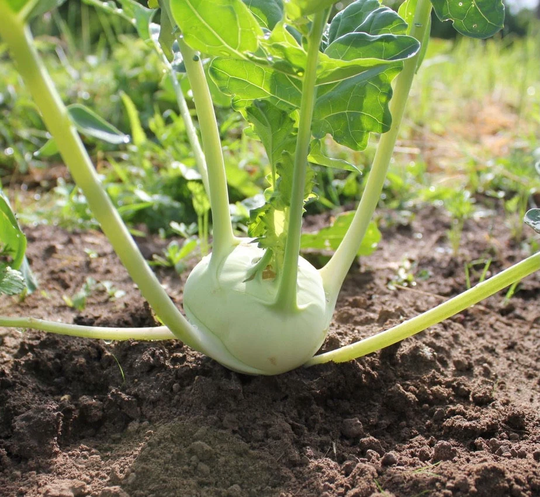 Kohlrabi - Di Vienna Bianco Stem Turnip 2G/30 Organic Seeds Brassica Oleracea Gongylodes Gmo Free