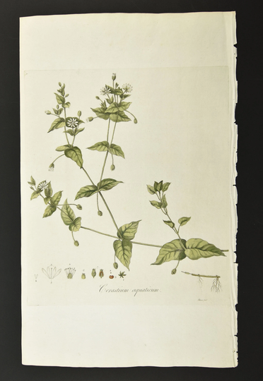 Original 18Th C. Curtis Botanical Engraving 1st Ed. Flora Londinensis Mouse-Ear