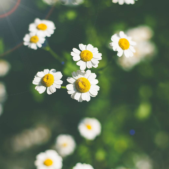 Herb Plants Feverfew 'Gold' In 9cm Pots