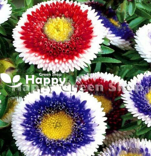 Aster Pompon - Hi No Maru Mix 100 Seeds Callistephus Annual Flower