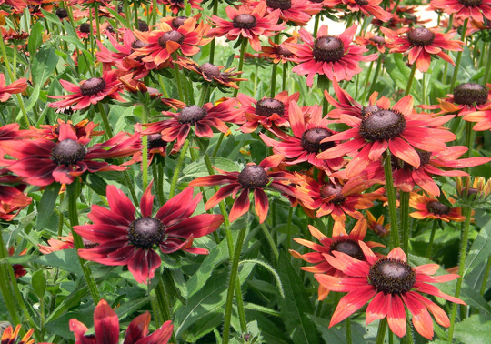 Rudbeckia Hirta - Cherry Brandy Seed