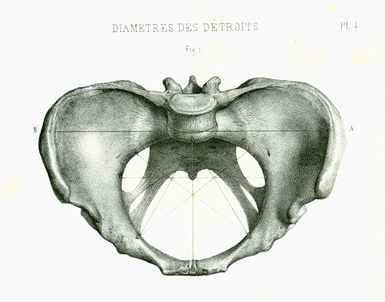 1865 Female Pelvic Region. Human Anatomical Poster Medicine Wall Art