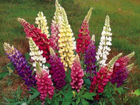 Perennial Flower Seeds Lupinus Poiyphyiius Festival | Packing Of 0, 4 G; Color Mix, Lupine Flower, Seeds, Plant Rare