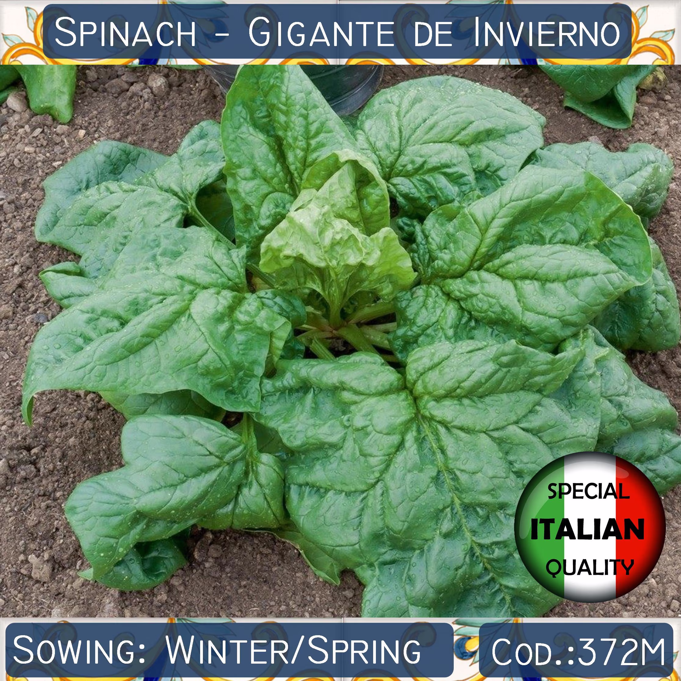 40+ Spinach Gigante De Invierno Seeds, Giant Winter Italian Vegetable Non Gmo #372M