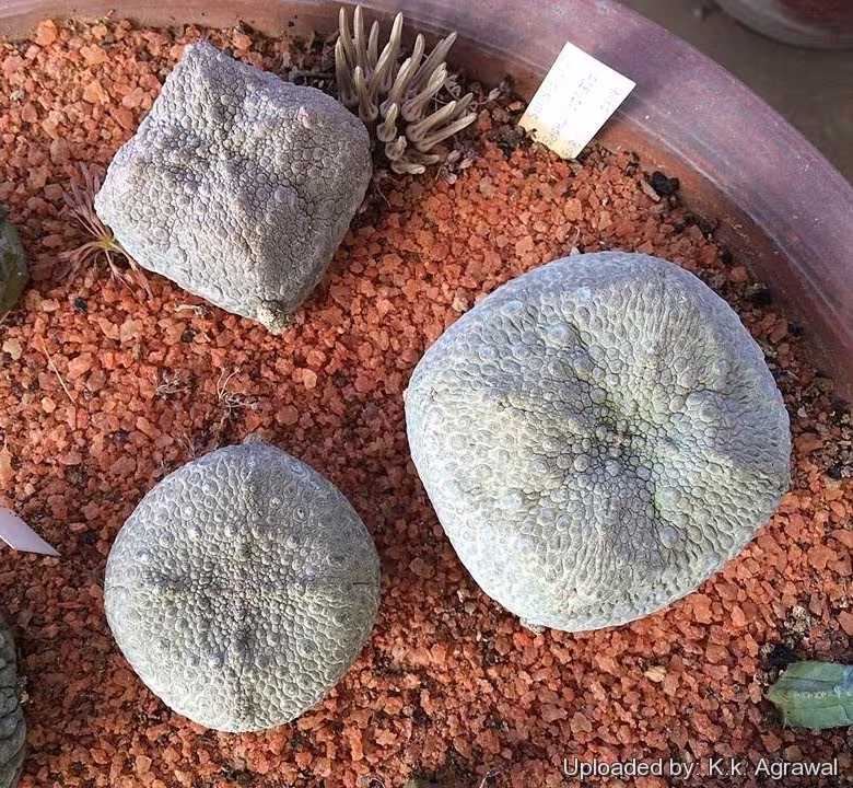 Pseudolithos Cubiformis X 5 Seeds - Succulent Rarely Offered