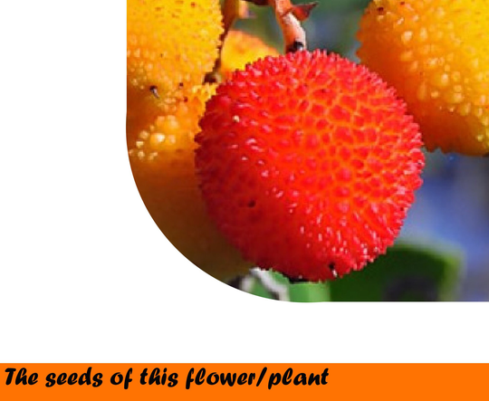 strawberry Tree Seeds 0, 1G