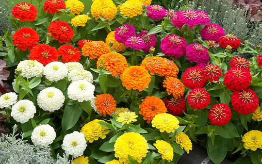 Zinnia Seeds Preciosa Mix 25 Thru 250 F1