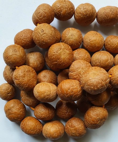 Four Eye 15mm Bodhiseed Bodhi Seed Buddhachitta Single Bead