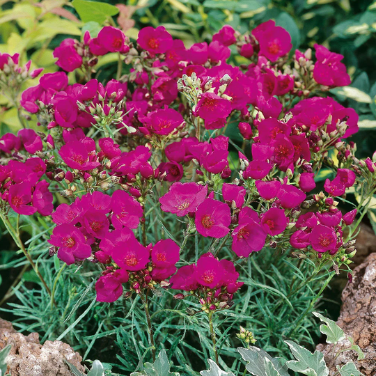 Calandrinia Ruby Tuesday X50 Seeds, Hardy Perennial, Fairy Flower Seeds
