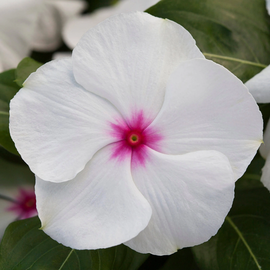 Vinca Seeds Blockbuster Peppermint 100 Thru 500 F1 Variety Catharanthus Roseus