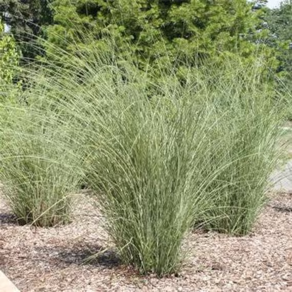 Ornamental Pnw Maiden Grass | 60 Seeds, Low Maintenance Grass Free Shipping