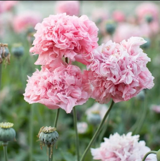 Baby Pink Poppy Peony Somniferum, 50+ Seeds, Organic, Non Gmo