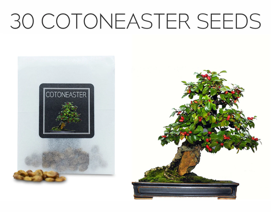 30 Cotoneaster Seeds | Grow Your Own Bonsai Tree Microphyllus Growing Guide Perfect For Beginners & Enthusiasts