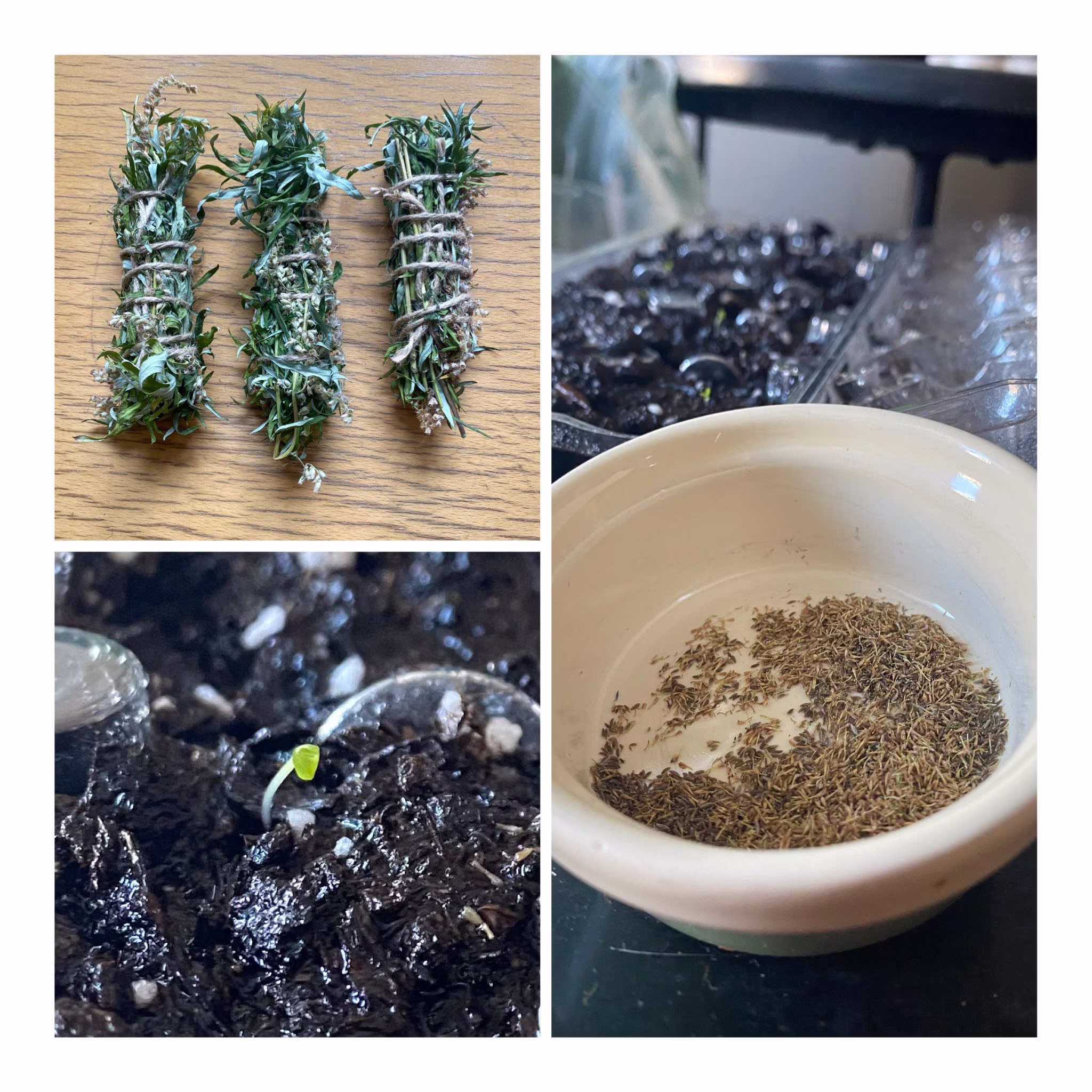 Mugwort Seeds 100-120 // Artemisia Vulgaris Smudge Tea Sticks Ceremony Ritual Lucid Dreaming Witchy Altar Offering Solstice