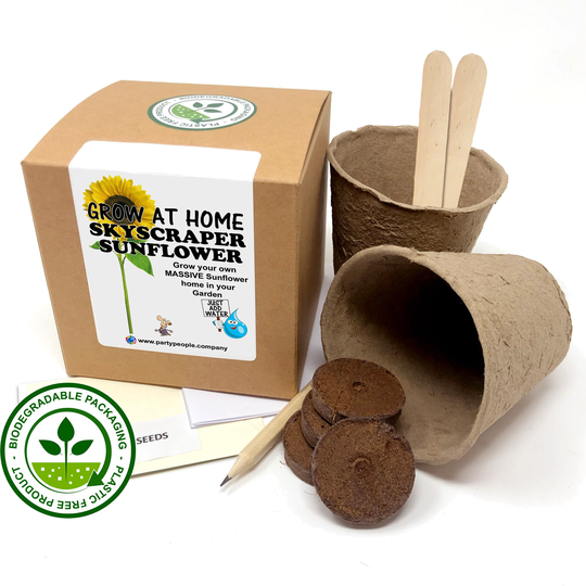 Grow Your Own Skyscraper Sunflower Kit At Home - Ideal Birthday Gift, Great Fathers Day Gift
