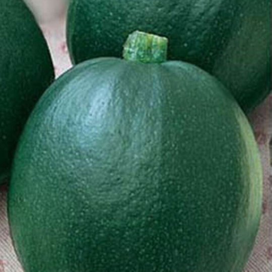 Pumpkin Farmer Seeds Heirloom Non Gmo For Planting | 203940