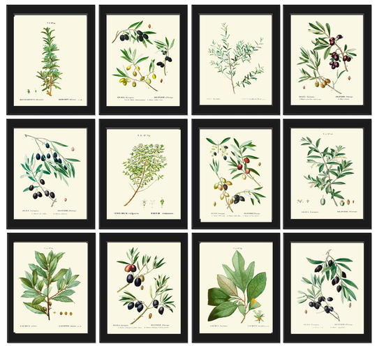 Kitchen Dining Room Wall Art Print Set Of 12 Beautiful Antique Herbs Spices Farmhouse Garden Cottage Interior Design Home Decor To Frame Tda