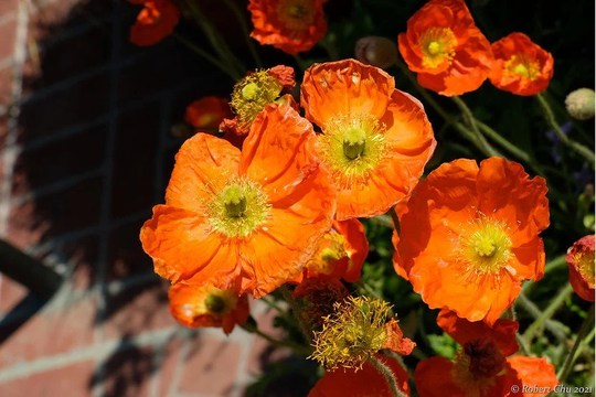Poppy - Papaver Nudicaule Champagne Bubbles Orange Seed